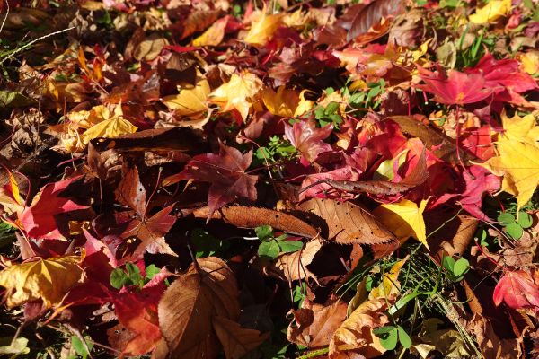 色とりどりの落ち葉