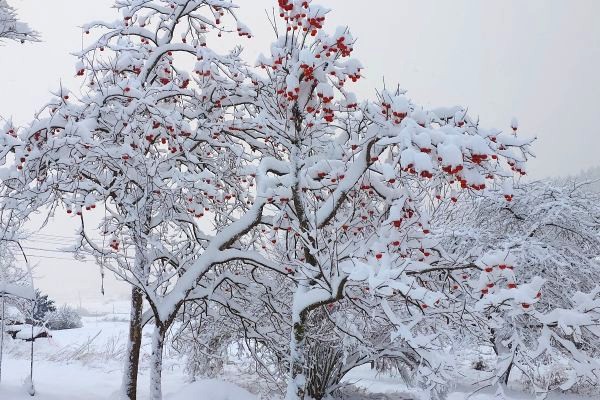 柿の実に雪が積もる遠野の冬景色