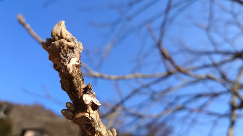 春の準備を始めた国産オニグルミ（和ぐるみ）のふっくらとした冬芽