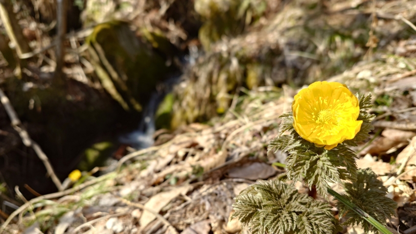 岩手遠野で春一番に咲く花福寿草