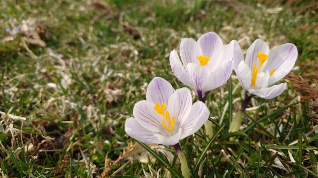 遠野で春の雪解け後に咲いたクロッカス